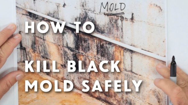 Black mold removal