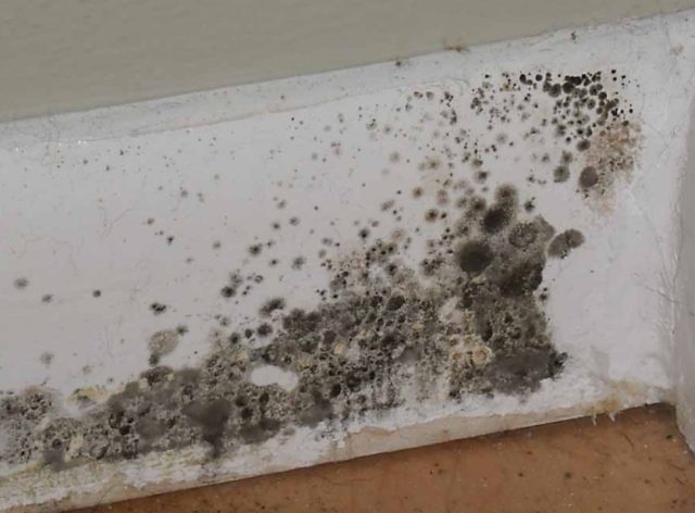 is-indoor-mold-dangerous