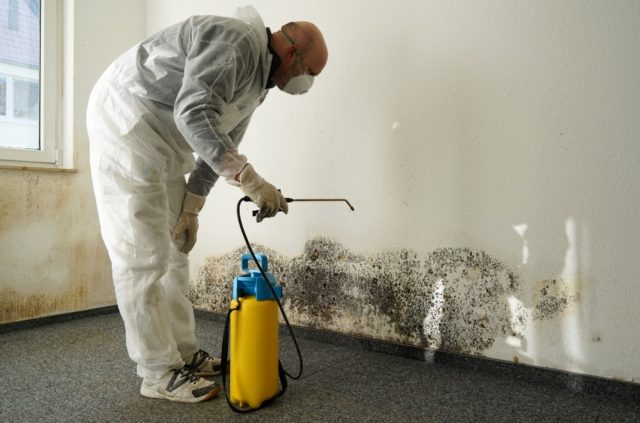 black mold testing information