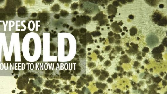 Identifying 37 Types of Mold Living around You
