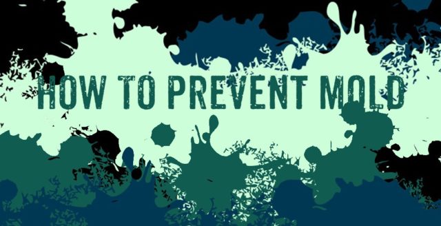 best way how to prevent mold