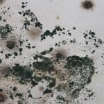 Toxic Black Mold Symptoms, Test, Removal & Health Effects
