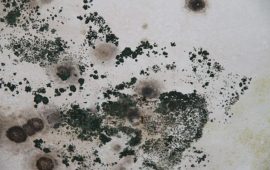 Toxic Black Mold Symptoms, Test, Removal & Health Effects