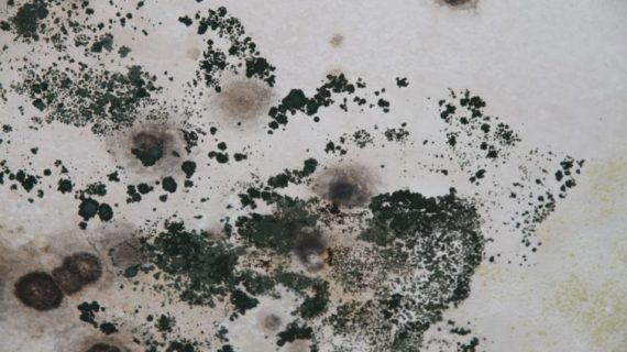 toxic-black-mold-symptoms-test-removal-health-effects