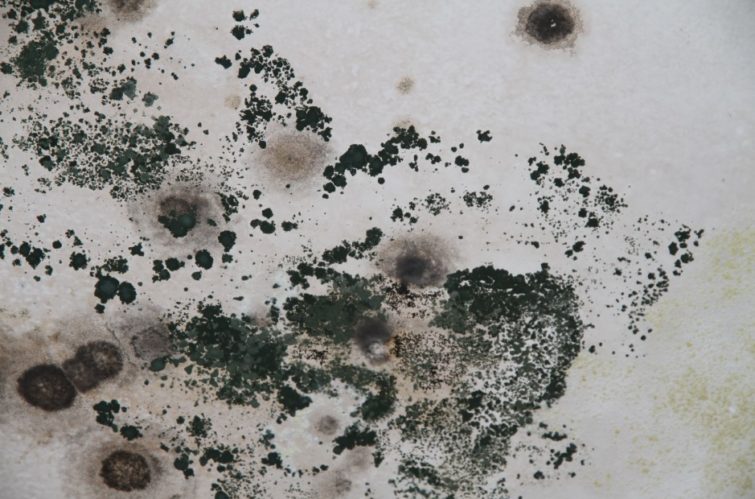 Black Mould Cause Health Problems