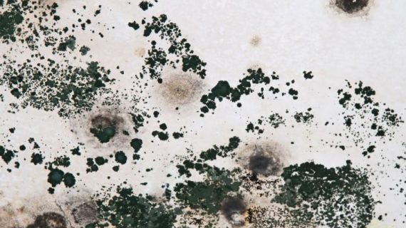 Toxic Mold Problems In Your Home