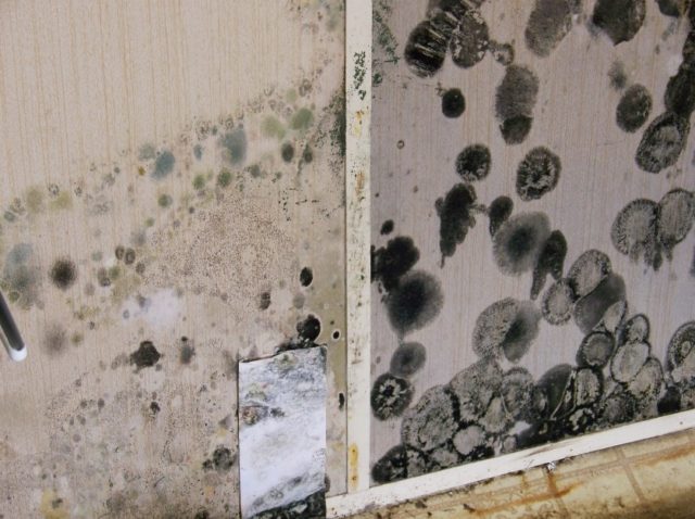 What Does Black Mold Look Like 