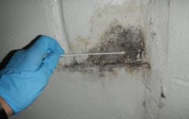 Mold Inspection Cost: Knowing What You Pay For
