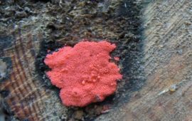 Pink Mold Facts: Its Danger and Removal Solution