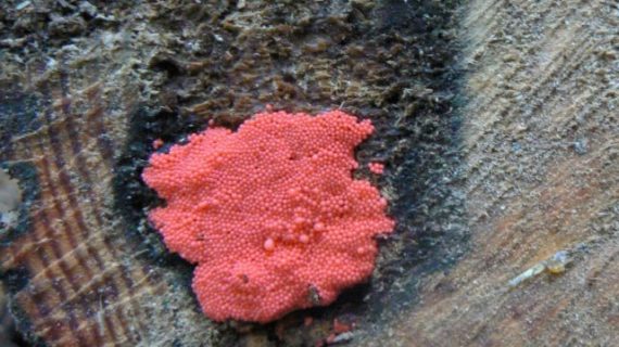 Pink Mold Facts: Its Danger and Removal Solution