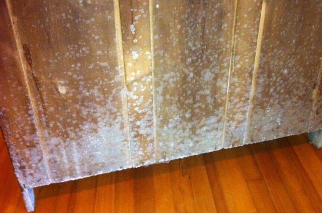White Mold on Wood removal tips