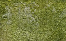 Important Facts about Green Mold You Need to Know