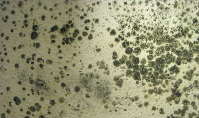 how to get rid of mold on wall