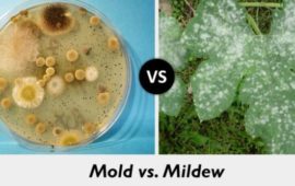 Mold vs Mildew: What is the Main Difference Between Mold and Mildew?