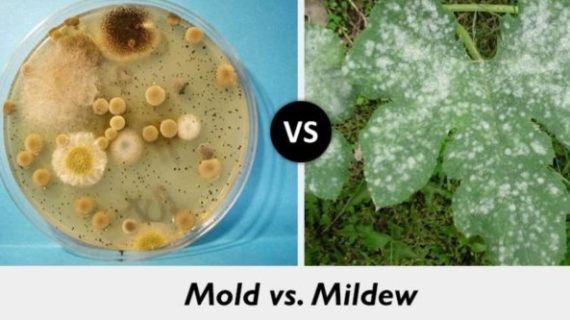 Mold vs Mildew: What is the Main Difference Between Mold and Mildew?