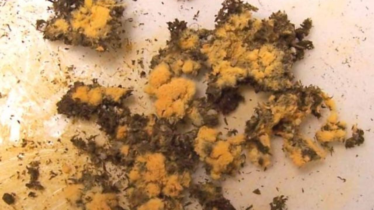 Orange Mold Facts Its Danger And How To Get Rid Of It