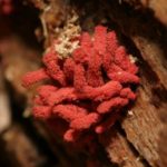 Facts about Red Mold and How to Get Rid of It