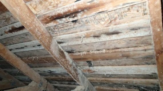 How to Get Rid of White Mold on Wood, Plants & Basement