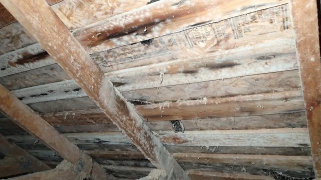 White mold in an attic