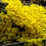 Yellow Mold Facts and Tips to Remove It