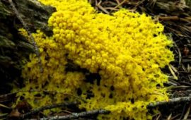 Yellow Mold Facts and Tips to Remove It