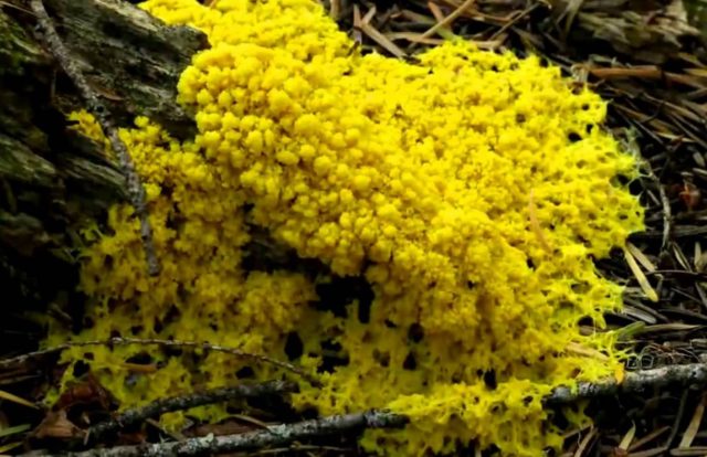Yellow Mold Facts And Tips To Remove It Clean Water Partners
