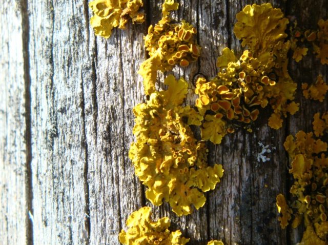 yellow mold on wood