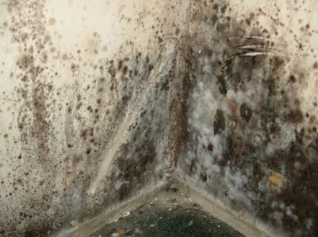 Best Alternaria Mold Removal Tips