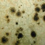 Facts about Cladosporium Mold and How to Remove It