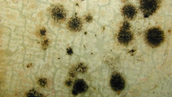 Facts about Cladosporium Mold and How to Remove It