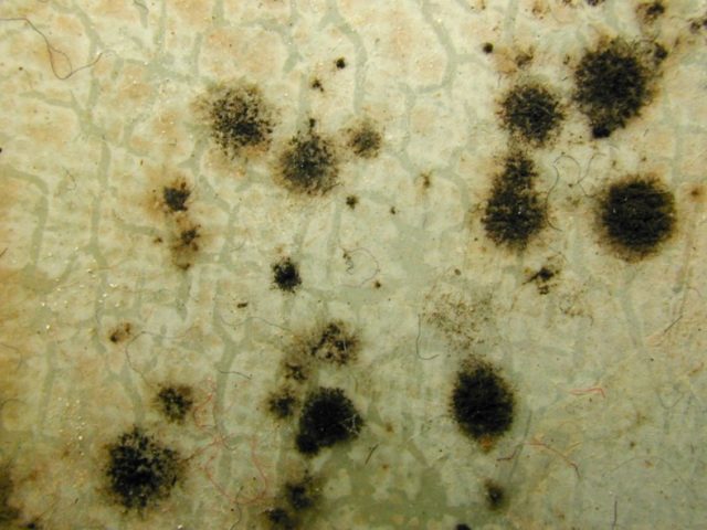 Cladosporium On Wall