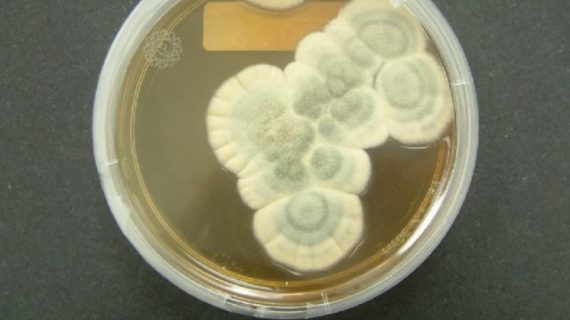 Penicillium Mold Health Effects and Removal Methods