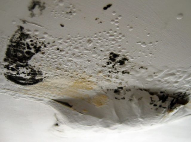 Black Mold In Bathroom Cause Dangers And How To Get Rid Of It - Is Mould On Bathroom Ceiling Dangerous