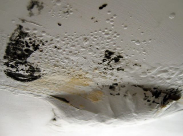 Black Mold In Bathroom Cause Dangers And How To Get Rid Of It