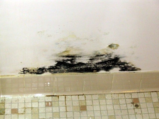 how to remove black mold on walls