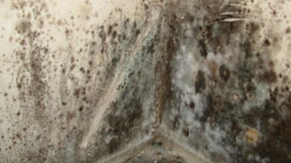 What Does Black Mold Look Like in Various Surfaces?