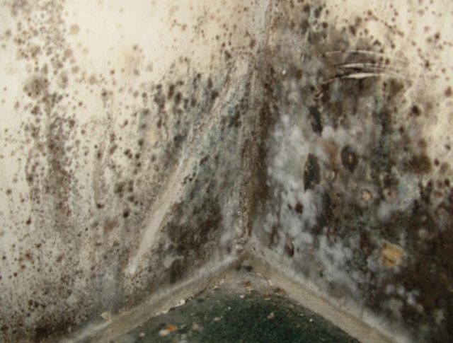 What Does Black Mold Look Like In Various Surfaces - How To Identify Black Mold In Bathroom