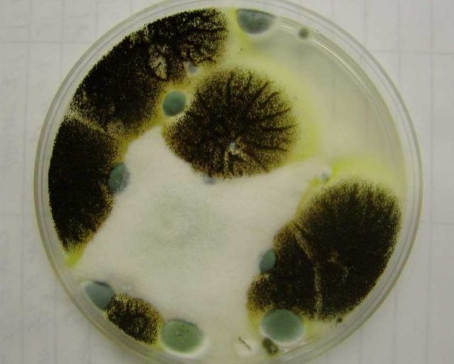 What does black mold look like in petri dish