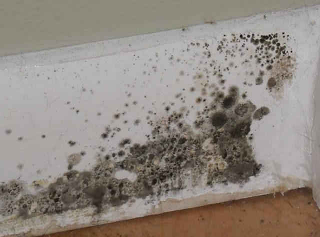 What Does Bad Black Mold Look Like