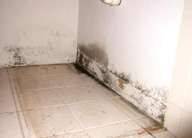 What does black mold look like on drywall