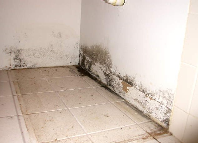 What Does Toxic Mold Look Like In A Bathroom