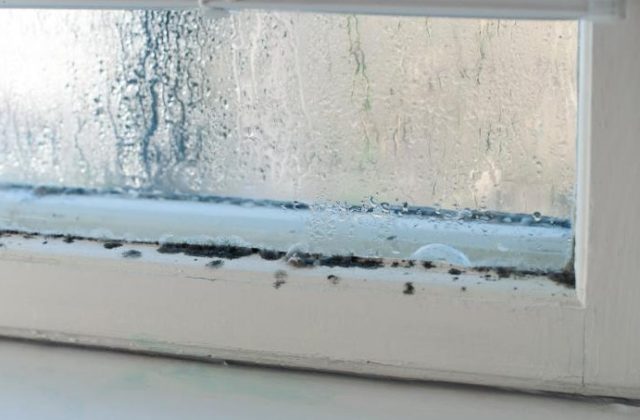 What does black mold look like on glass