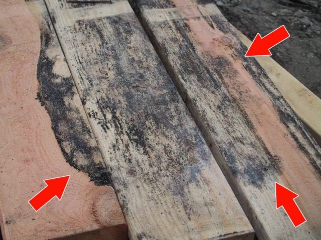 What does black mold look like on wood