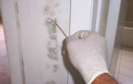 Prior Knowledge You Need to Have about Black Mold Test