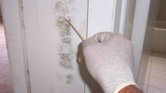 Prior Knowledge You Need to Have about Black Mold Test
