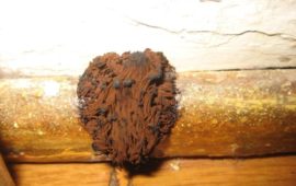 Brown Mold Facts: Appearance, Risks, and How to Remove It