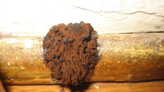 Brown Mold Facts: Appearance, Risks, and How to Remove It