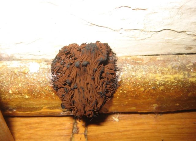 How Long Does Mold Take To Grow On Wood