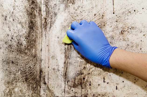 does bleach kill black mold well