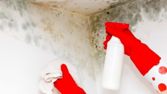 Does Bleach Kill Mold? Find the Right Answer before You Get It Wrong
